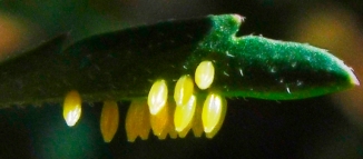 close of the butterfly eggs