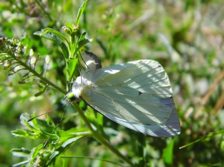 white butterfly putting eggs