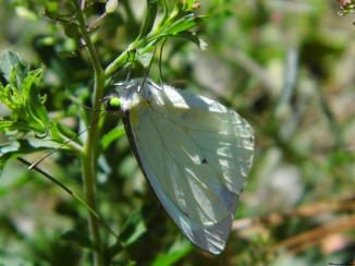 a white butterfly