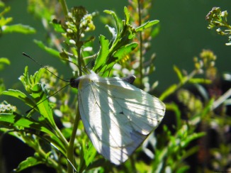 the white butterfly and the eggs