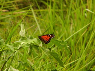monarch butterfly 2